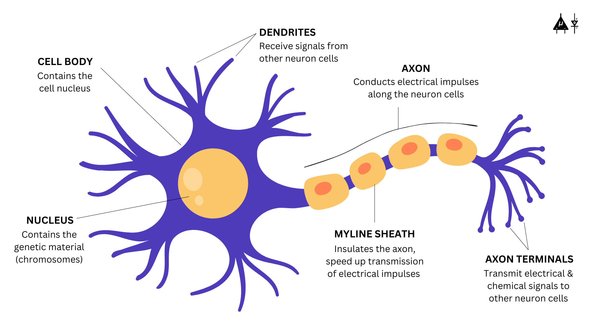 Struktur neuron